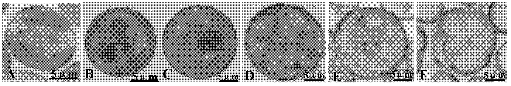 Method for producing microalgae grease by using eustigmatoa cf. polyphem and culture method of eustigmatoa cf. polyphem