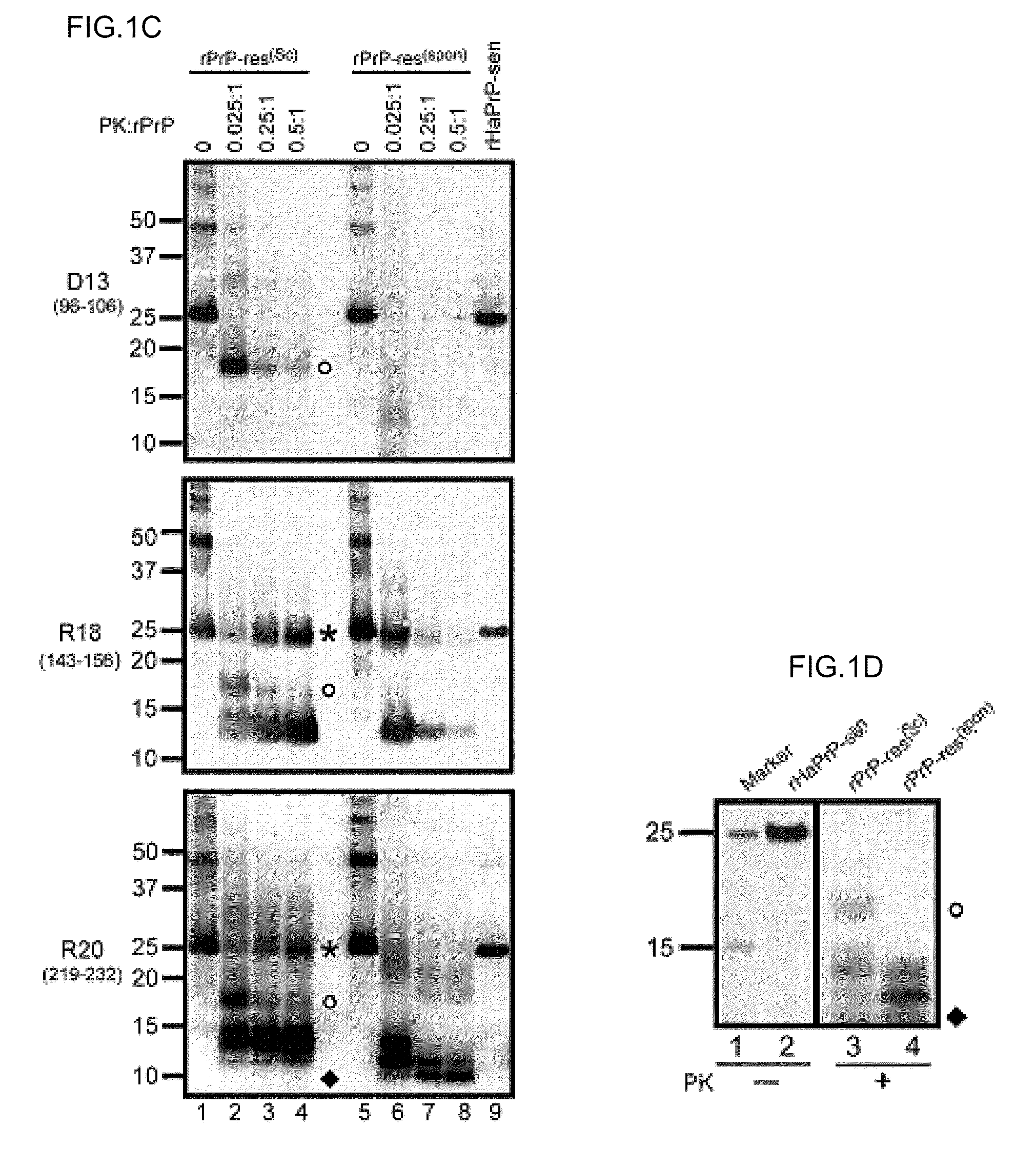 Detection of infectious prion protein by seeded conversion of recombinant prion protein