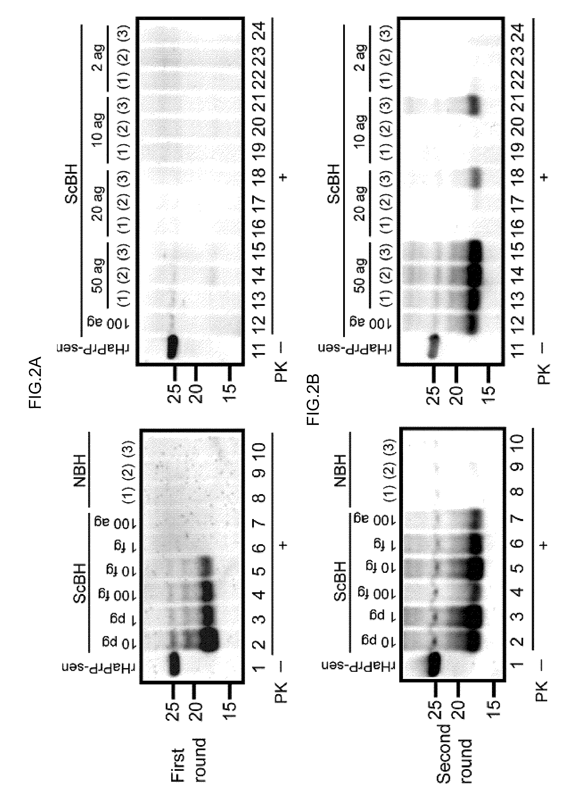 Detection of infectious prion protein by seeded conversion of recombinant prion protein