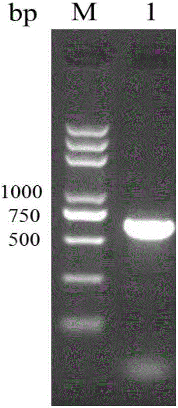 Schistosoma japonicum chymotrypsin-like protease (SjCTRL) as well as preparation method and application thereof