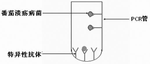 Quick Clavibacter michiganensis subsp. michiganensis IC-PCR detection kit, its preparation method and its application method