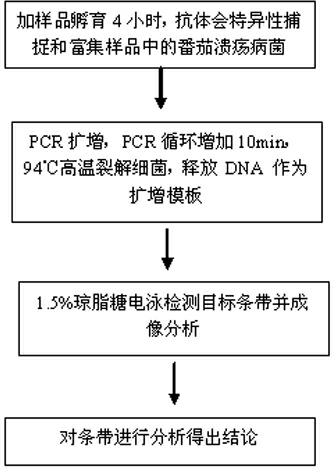 Quick Clavibacter michiganensis subsp. michiganensis IC-PCR detection kit, its preparation method and its application method