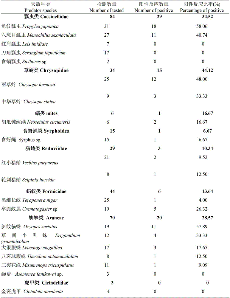 Diaphorina citri specific molecular marker DNA (deoxyribonucleic acid) sequence and identification primer and identification method thereof