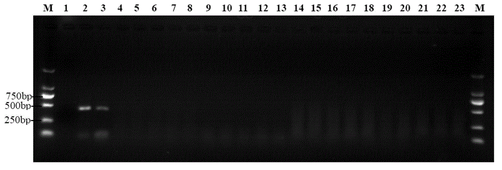 Diaphorina citri specific molecular marker DNA (deoxyribonucleic acid) sequence and identification primer and identification method thereof