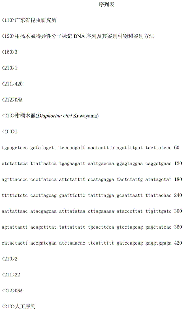 Diaphorina citri specific molecular marker DNA (deoxyribonucleic acid) sequence and identification primer and identification method thereof