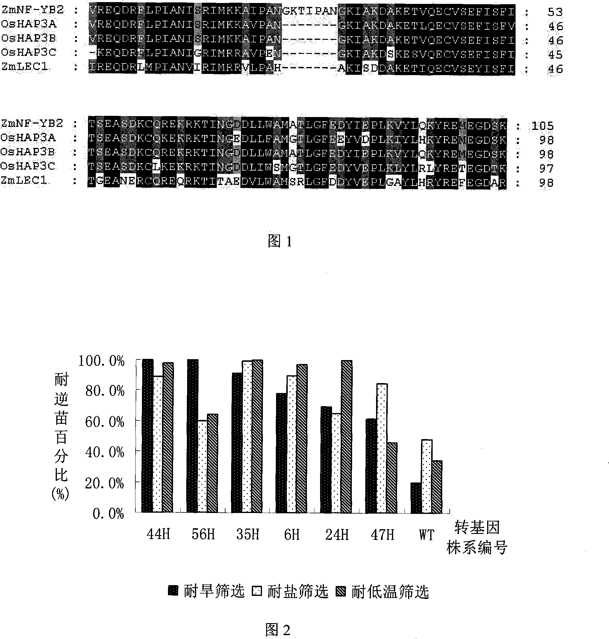 Rice HAP3 and application of the same in improving stress tolerance of plants