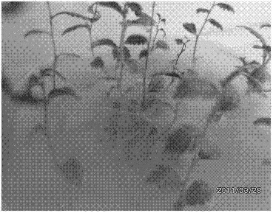 In-bottle rooting method for salt tolerance ulmus pumila tissue culture seedling