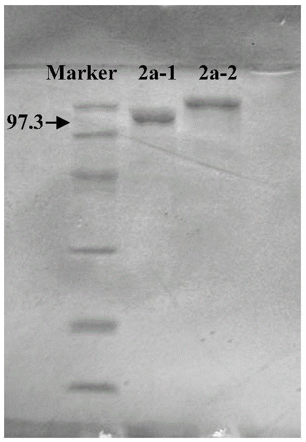 Mutant Taq DNA (deoxyribonucleic acid) polymerase, method for preparing same and application of mutant Taq DNA polymerase