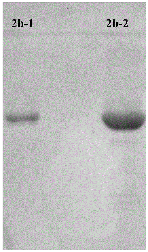 Mutant Taq DNA (deoxyribonucleic acid) polymerase, method for preparing same and application of mutant Taq DNA polymerase