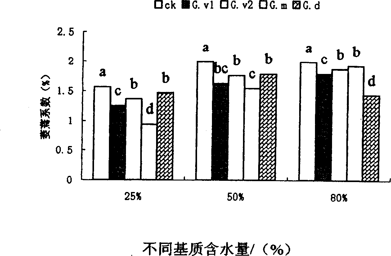 Efficient drought-resisting and high phoshpate-tolerant nutritious bush mycorrhizal fungus and its production process