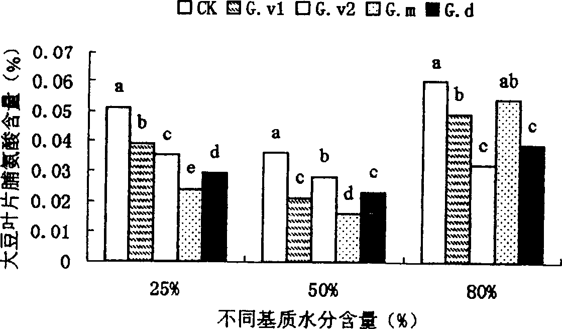 Efficient drought-resisting and high phoshpate-tolerant nutritious bush mycorrhizal fungus and its production process