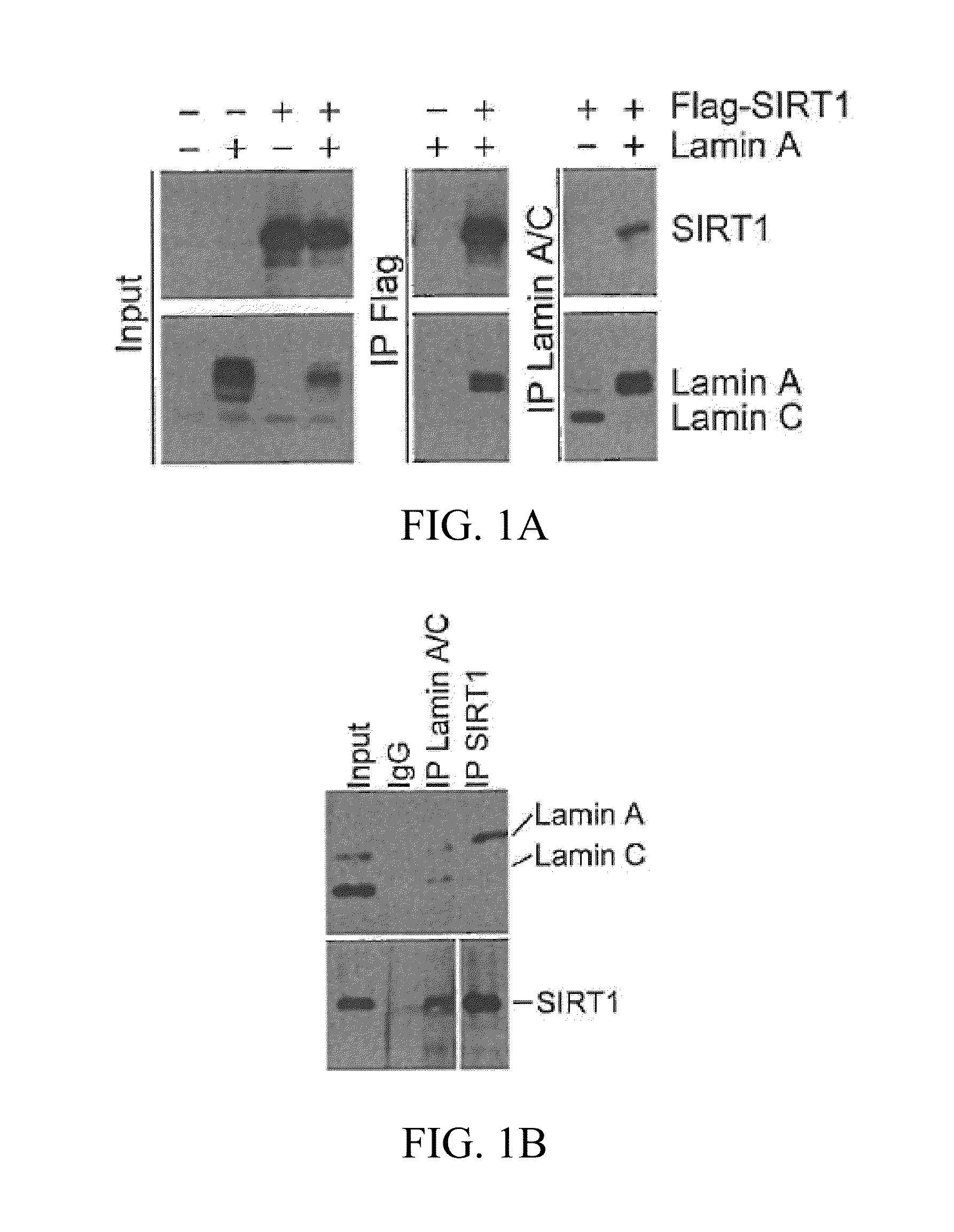 Lamin A, An Activator of Longevity/Anti-Aging SIRT1 Protein