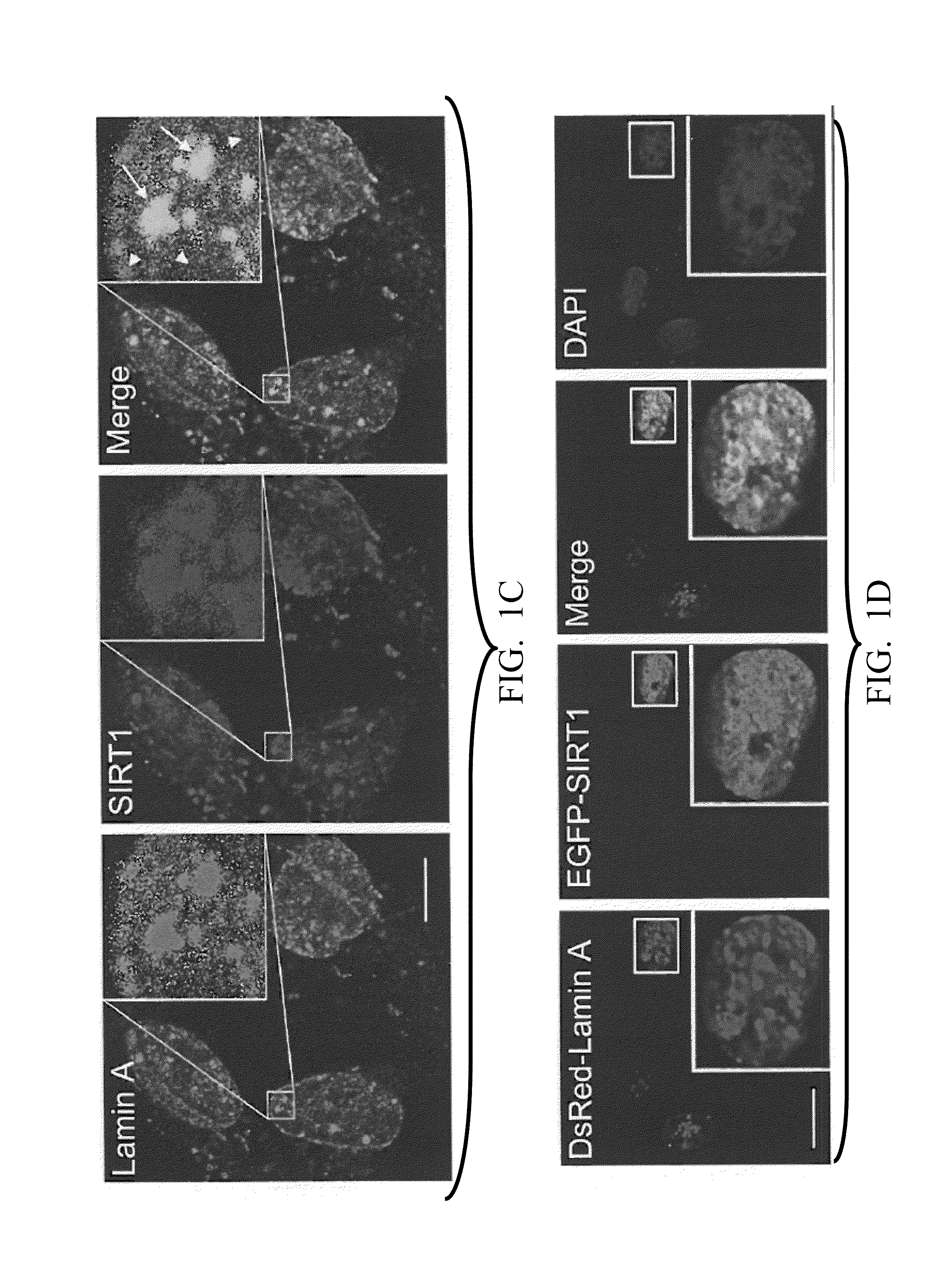 Lamin A, An Activator of Longevity/Anti-Aging SIRT1 Protein