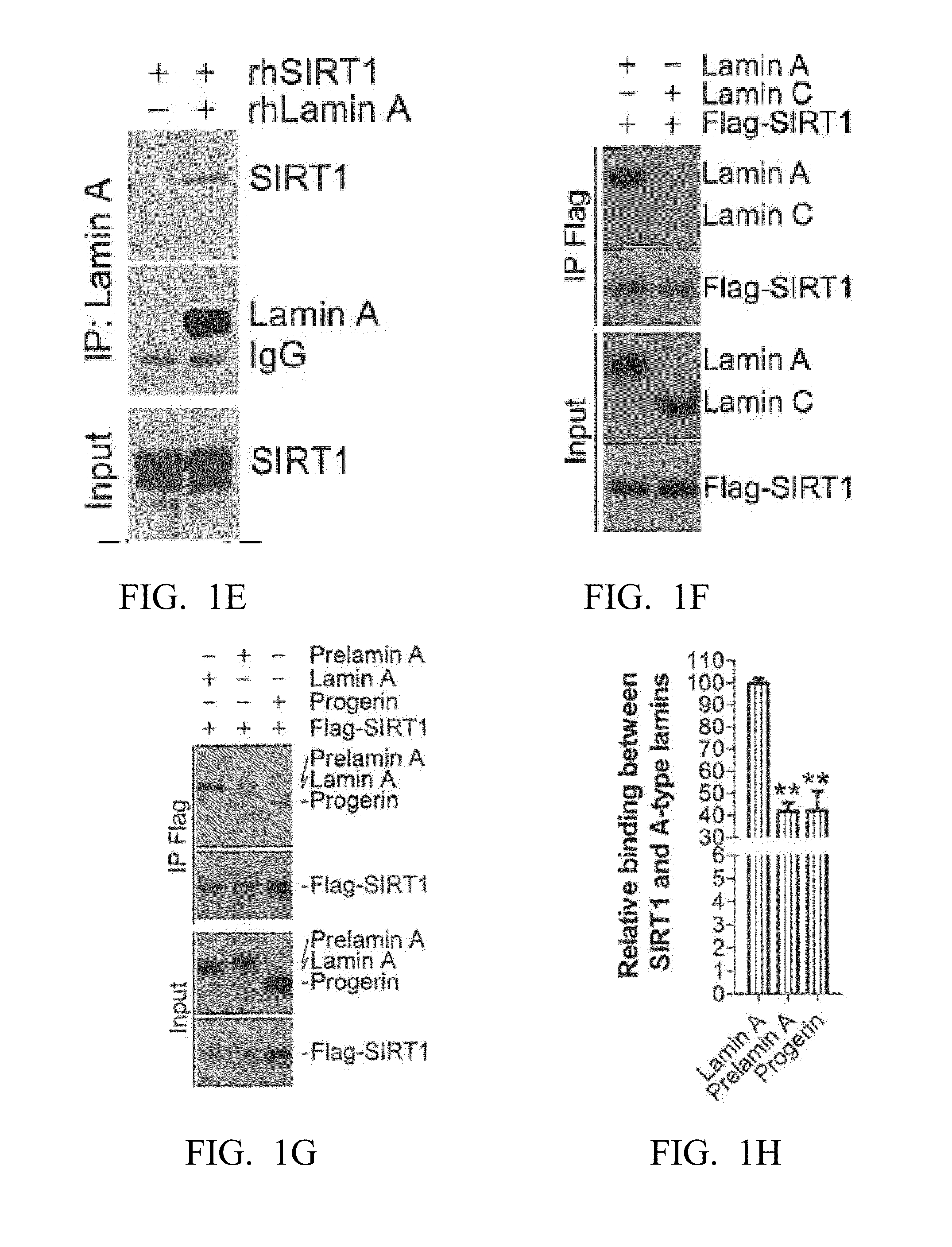 Lamin A, An Activator of Longevity/Anti-Aging SIRT1 Protein