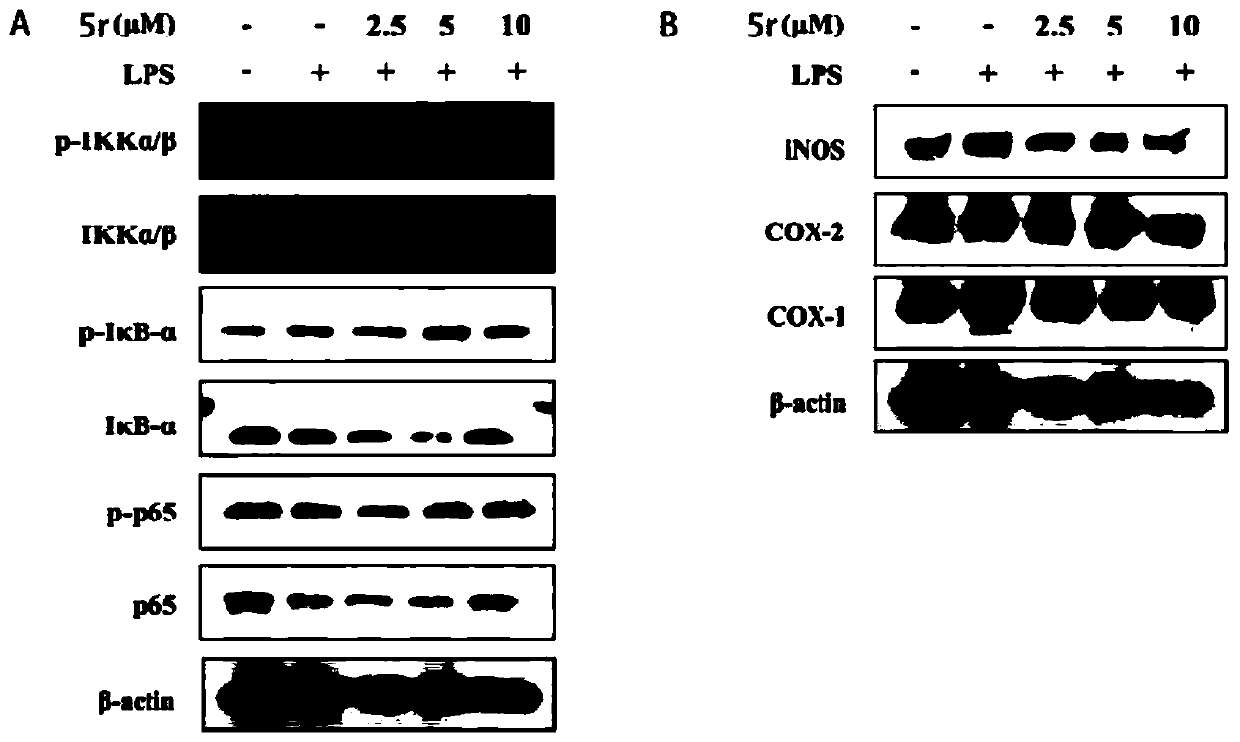 Aloe-emodin nitrogen-heterocyclic derivative as well as preparation method and application thereof