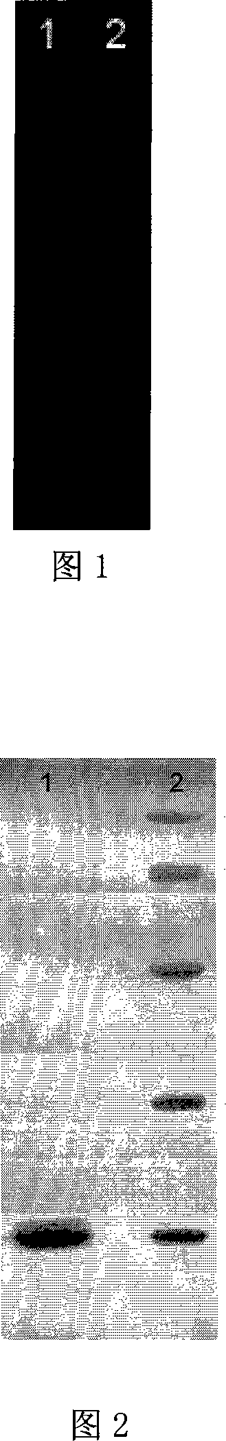 Gene sequence of coding perinereis albuhitensis grube cysteine protease inhibitor and its amino acid sequence and application