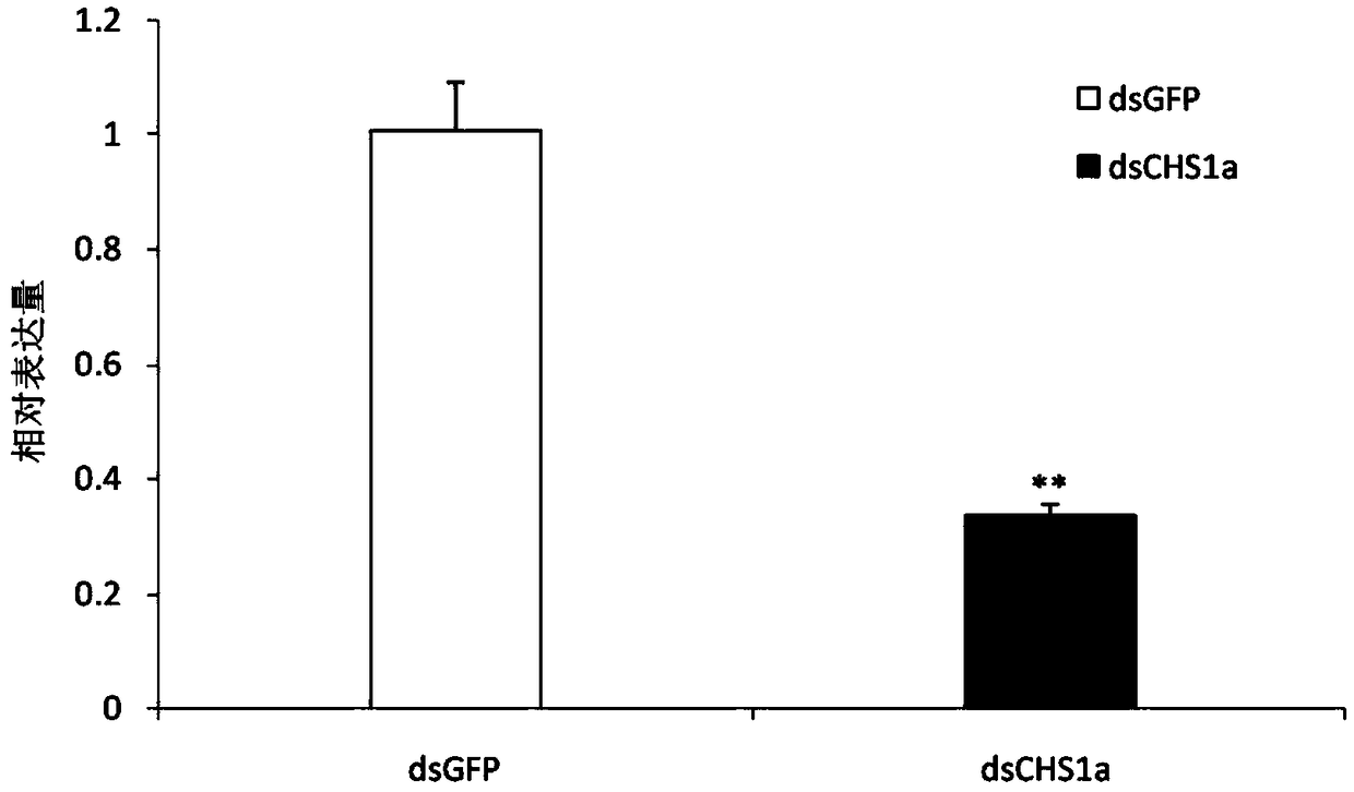 Sogatalla furcifera chitin synthase 1a (SfCHSla) gene alternative spliceosome and application of its dsRNA in pest control