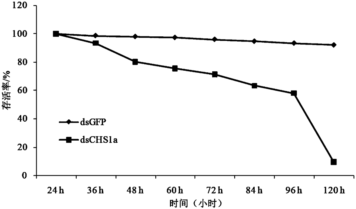 Sogatalla furcifera chitin synthase 1a (SfCHSla) gene alternative spliceosome and application of its dsRNA in pest control