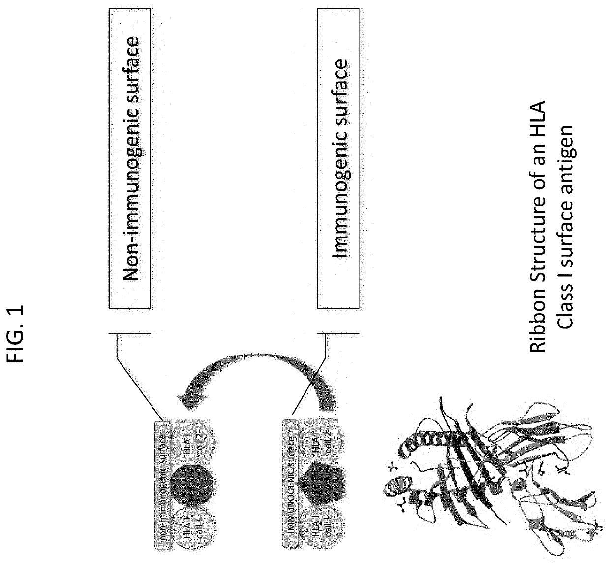 Allogeneic tumor cell vaccine