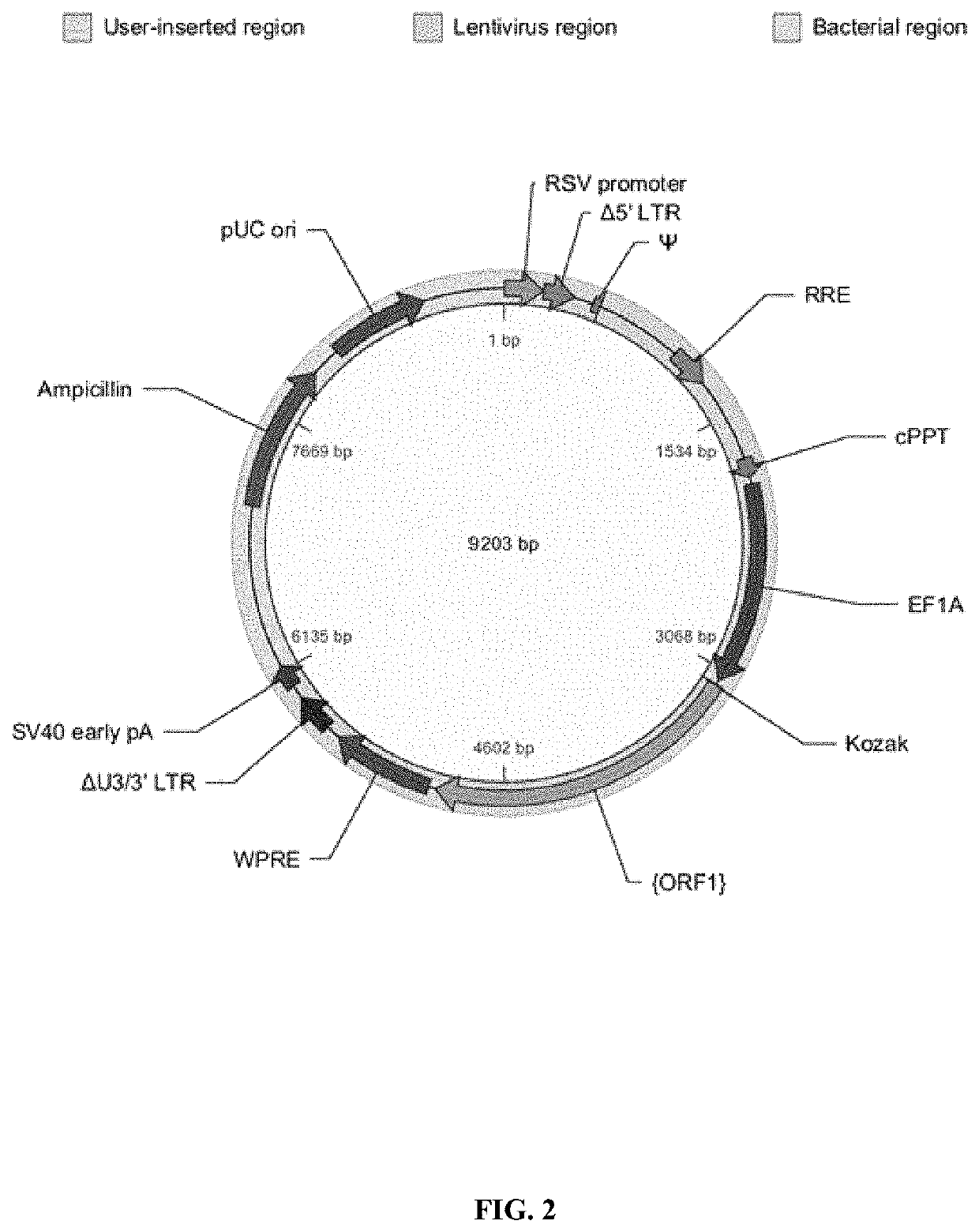 Allogeneic tumor cell vaccine