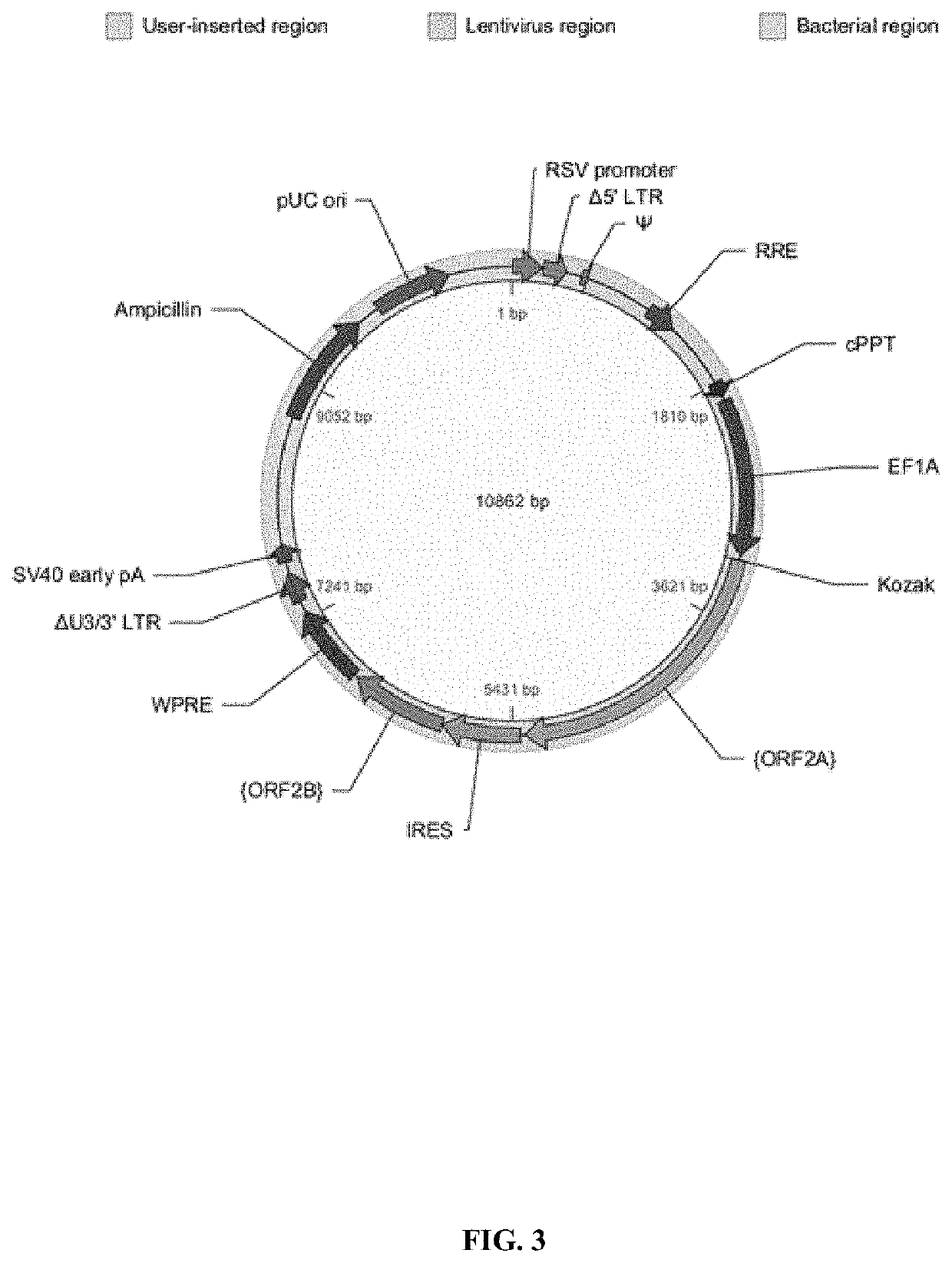 Allogeneic tumor cell vaccine