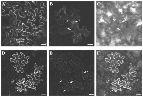 A kind of rice male fertility regulation gene osstrl2 and its application