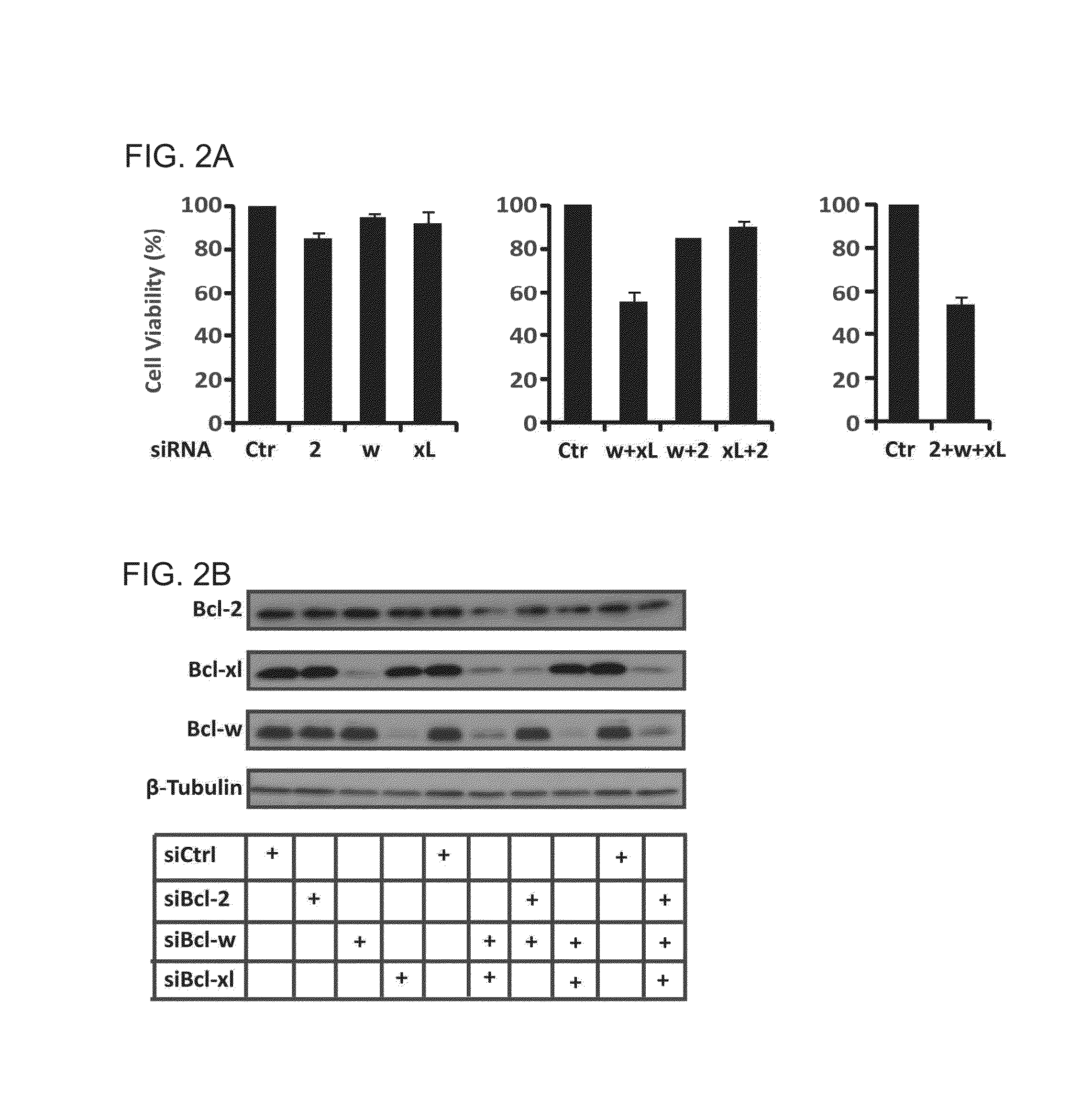 Agents for downregulation of the activity and/or amount of bcl-xl and/or bcl-w