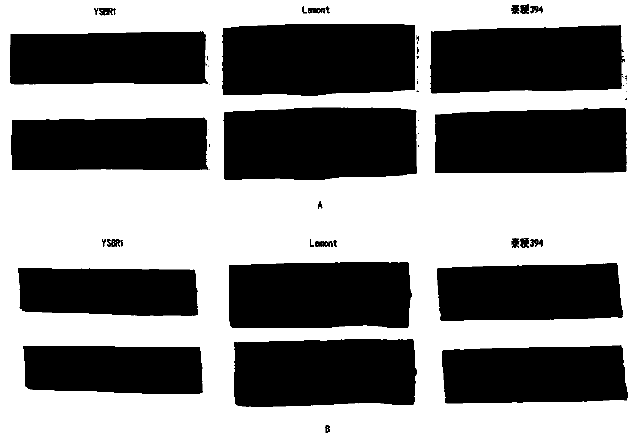 Method for performing banded sclerotial blight inoculation and resistance evaluation by means of rice detached leaves