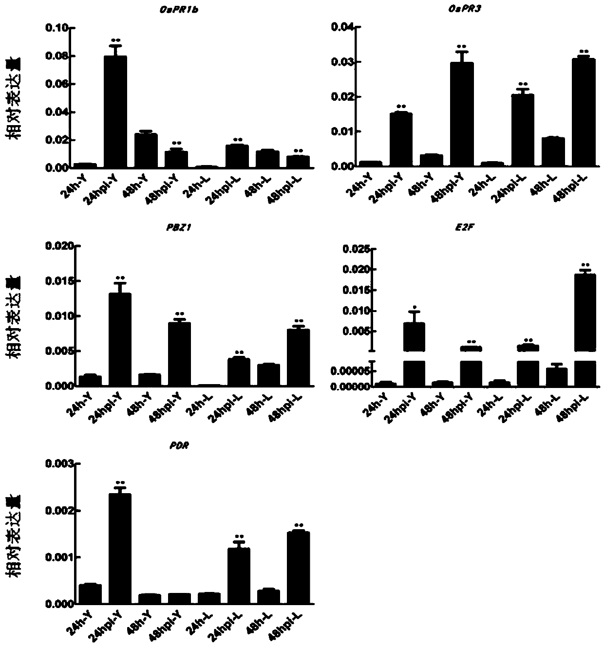 Method for performing banded sclerotial blight inoculation and resistance evaluation by means of rice detached leaves