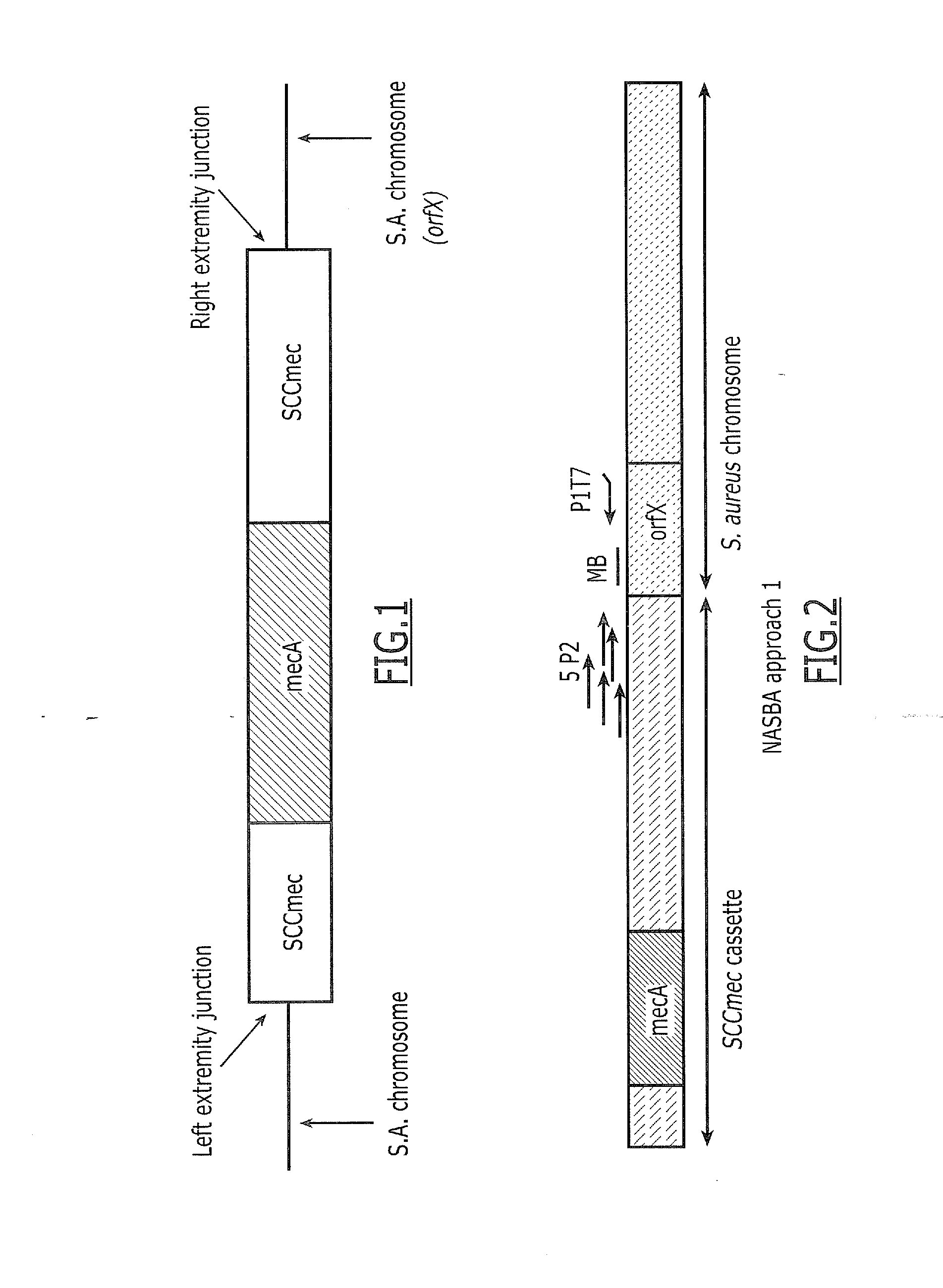 Detection of Methicillin-Resistant Staphylococcus aureus