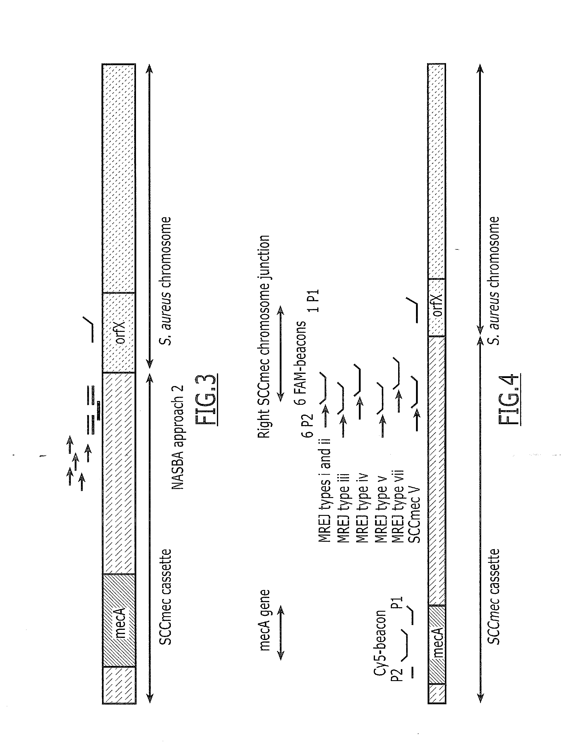 Detection of Methicillin-Resistant Staphylococcus aureus