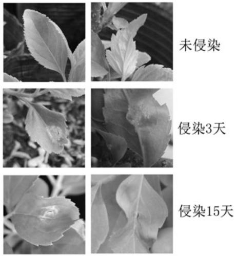 Method for mediating virus-induced gene silencing by TRV vectors in forsythia suspensa leaf