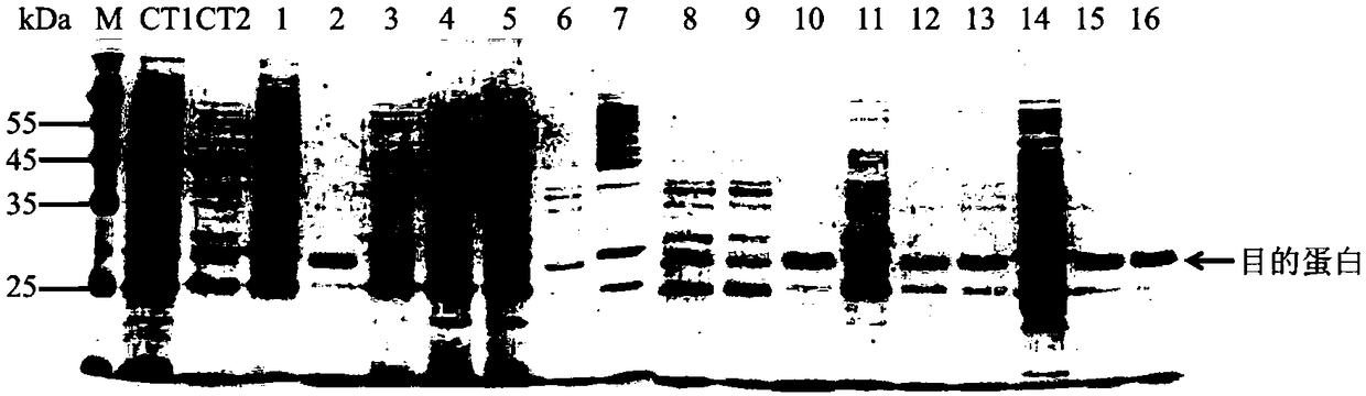 Promoter for heterologous expression of keratinase, and application thereof