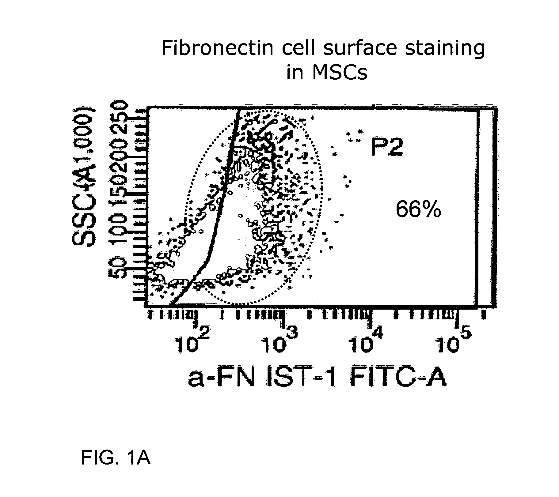 Use of a Proteolytic Enzyme for the Modification of the Cell Surface of a Stem Cell