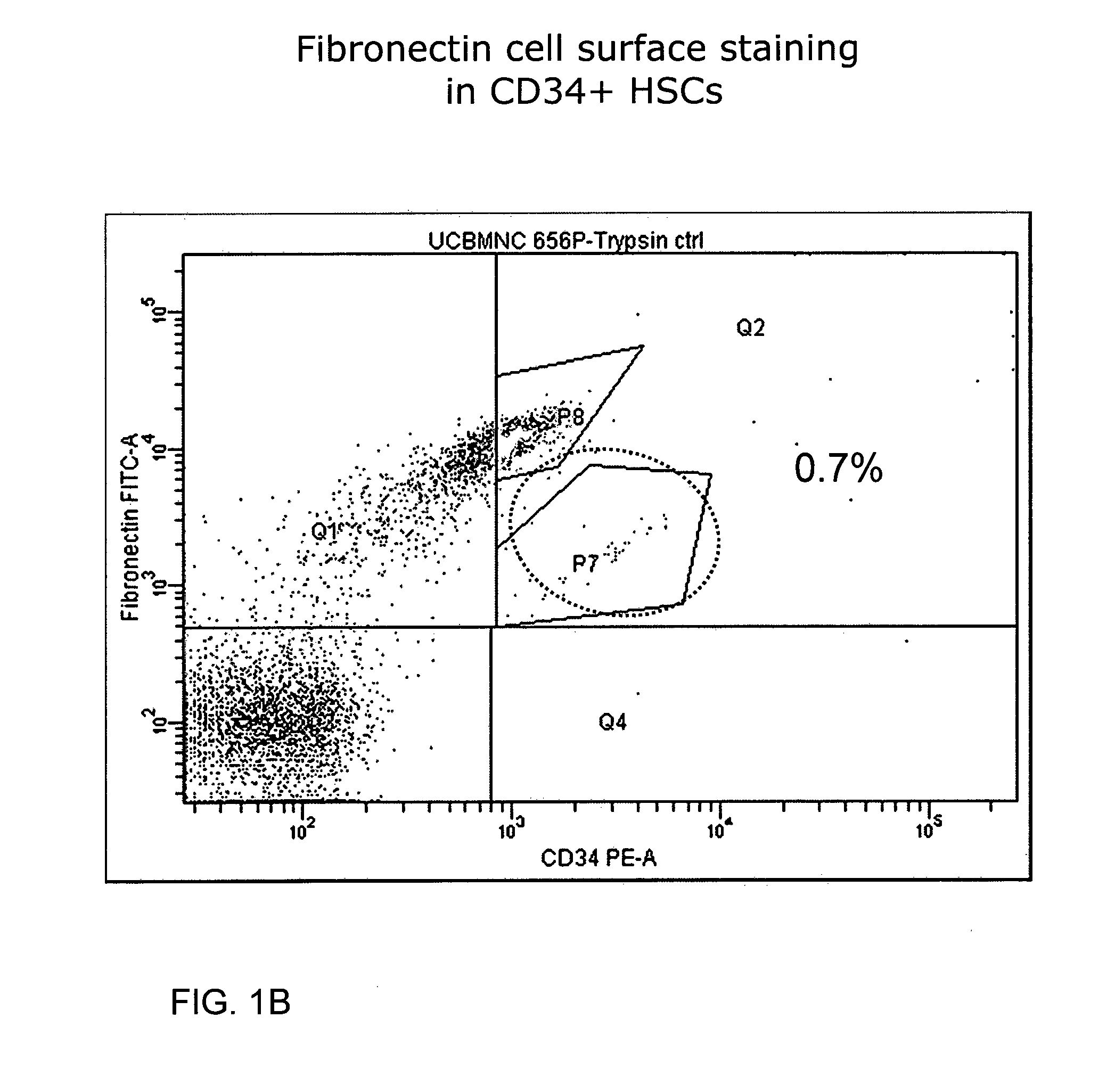 Use of a Proteolytic Enzyme for the Modification of the Cell Surface of a Stem Cell