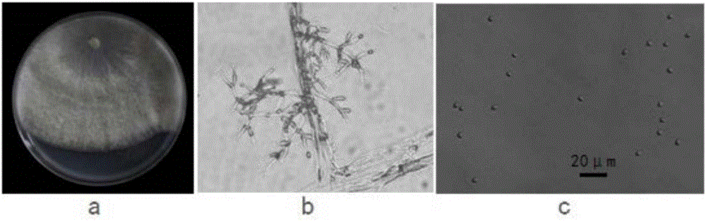 Trichoderma koningiopsis T5-1 bacterial strain and application thereof in improvement of growth of panax notoginseng and prevention and control of root rot