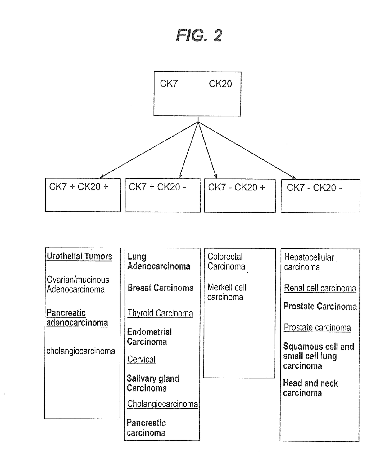 Methods and materials for identifying the origin of a carcinoma of unknown primary origin