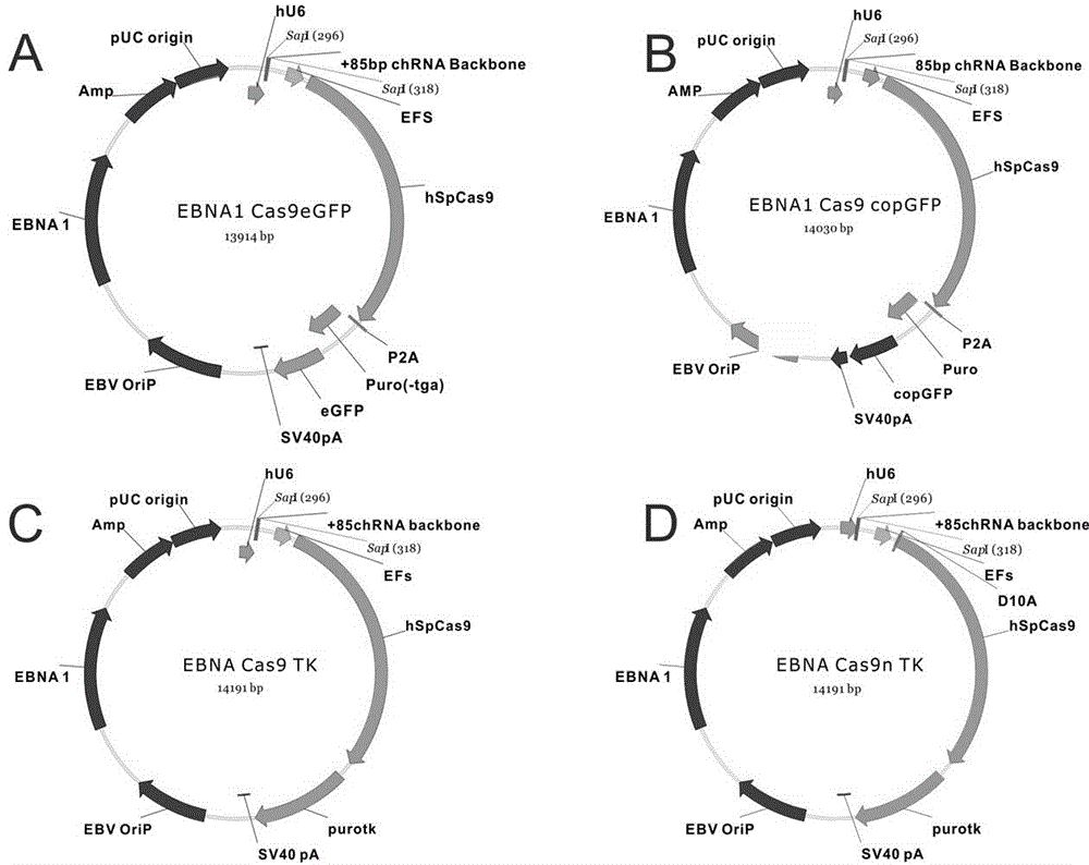 Genome editing method using attachment carrier for encoding targeted endonuclease and kit