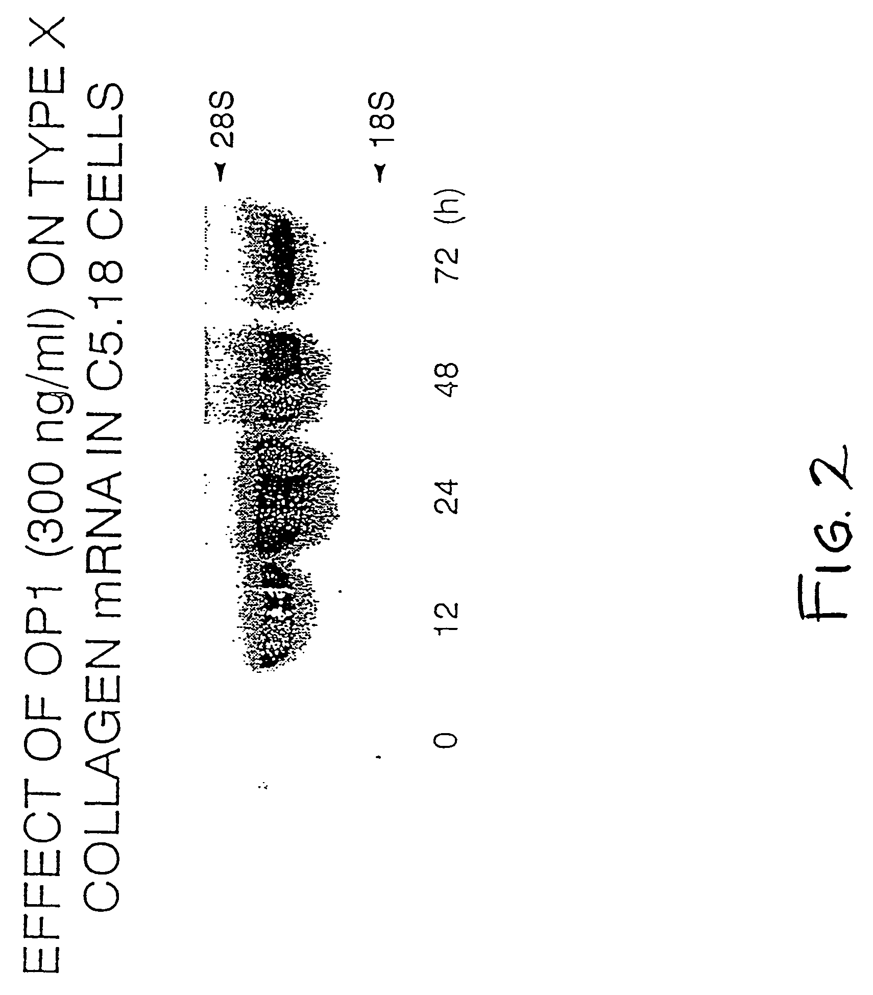 Methods and compositions for identifying morphogen analogs