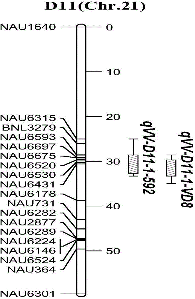 Cotton verticillium wilt resistance major QTL (Quantitative Trait Locus) and linked molecular marker