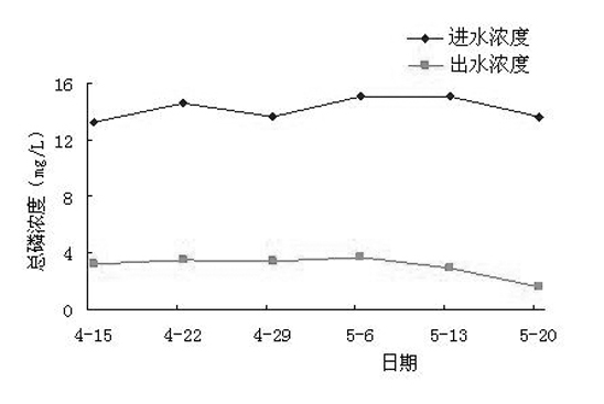 Application of Rumex dentatus L in treating livestock and poultry breeding waste water