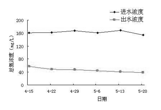 Application of Rumex dentatus L in treating livestock and poultry breeding waste water