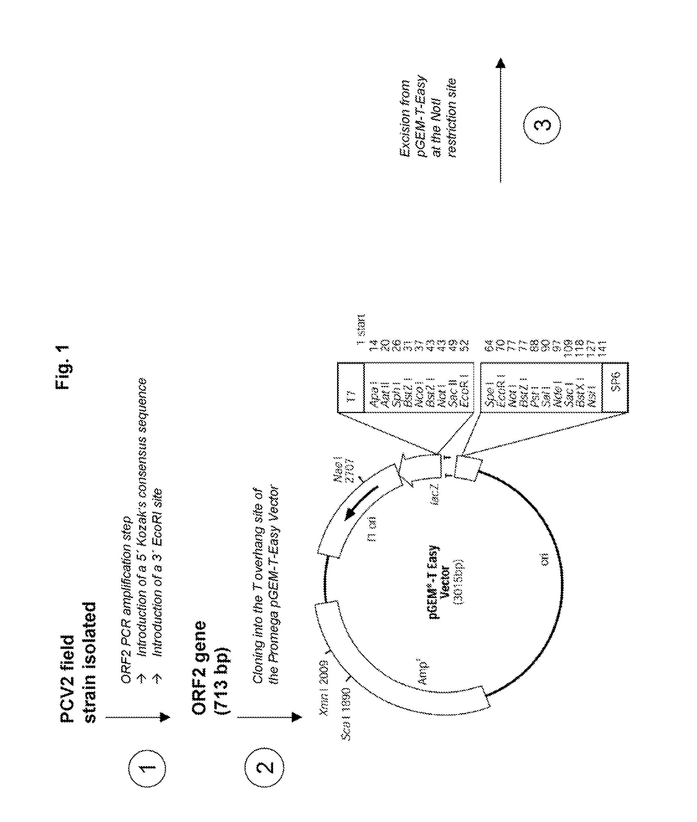 Pcv2 immunogenic compositions and methods of producing such compositions