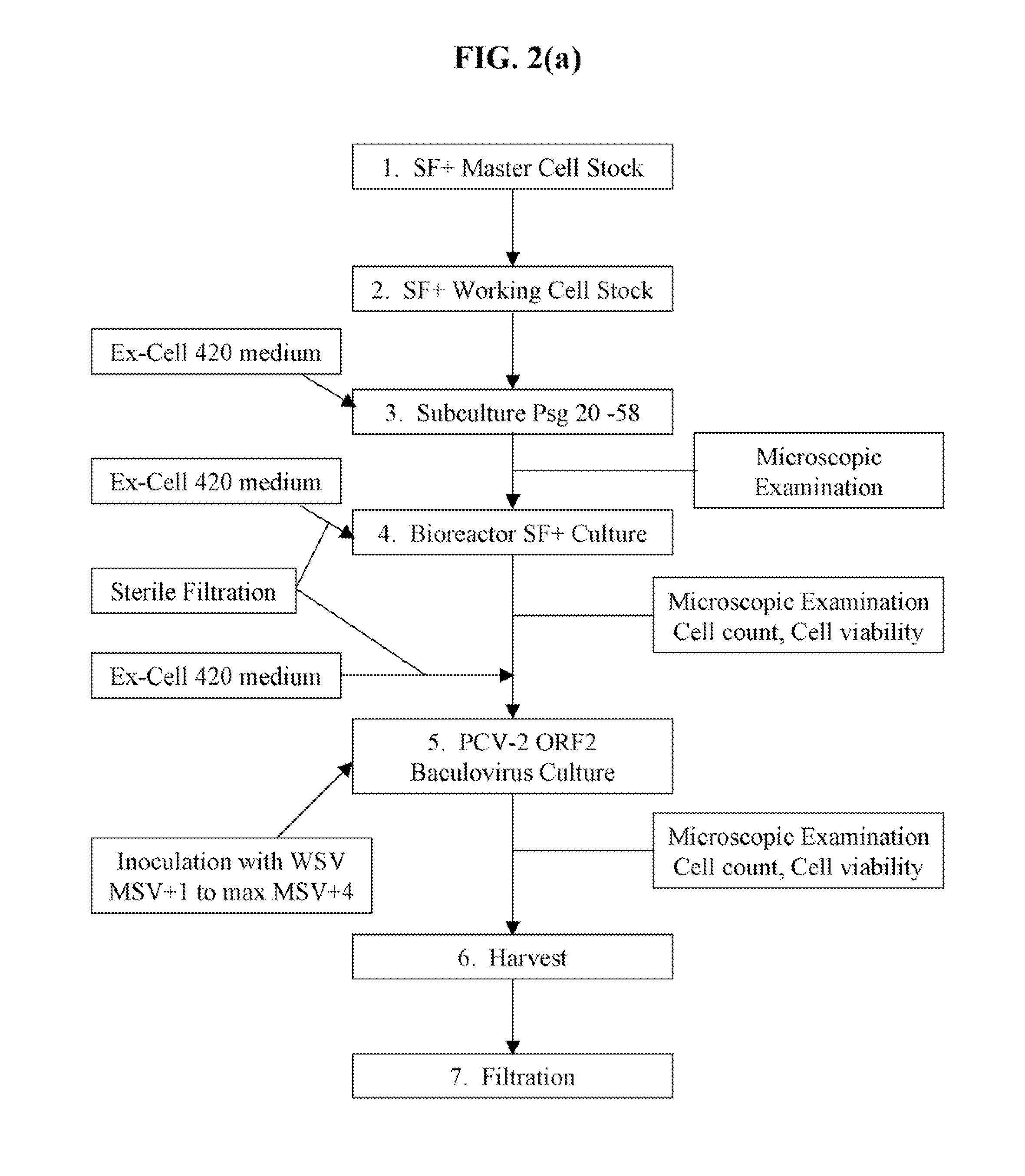 Pcv2 immunogenic compositions and methods of producing such compositions