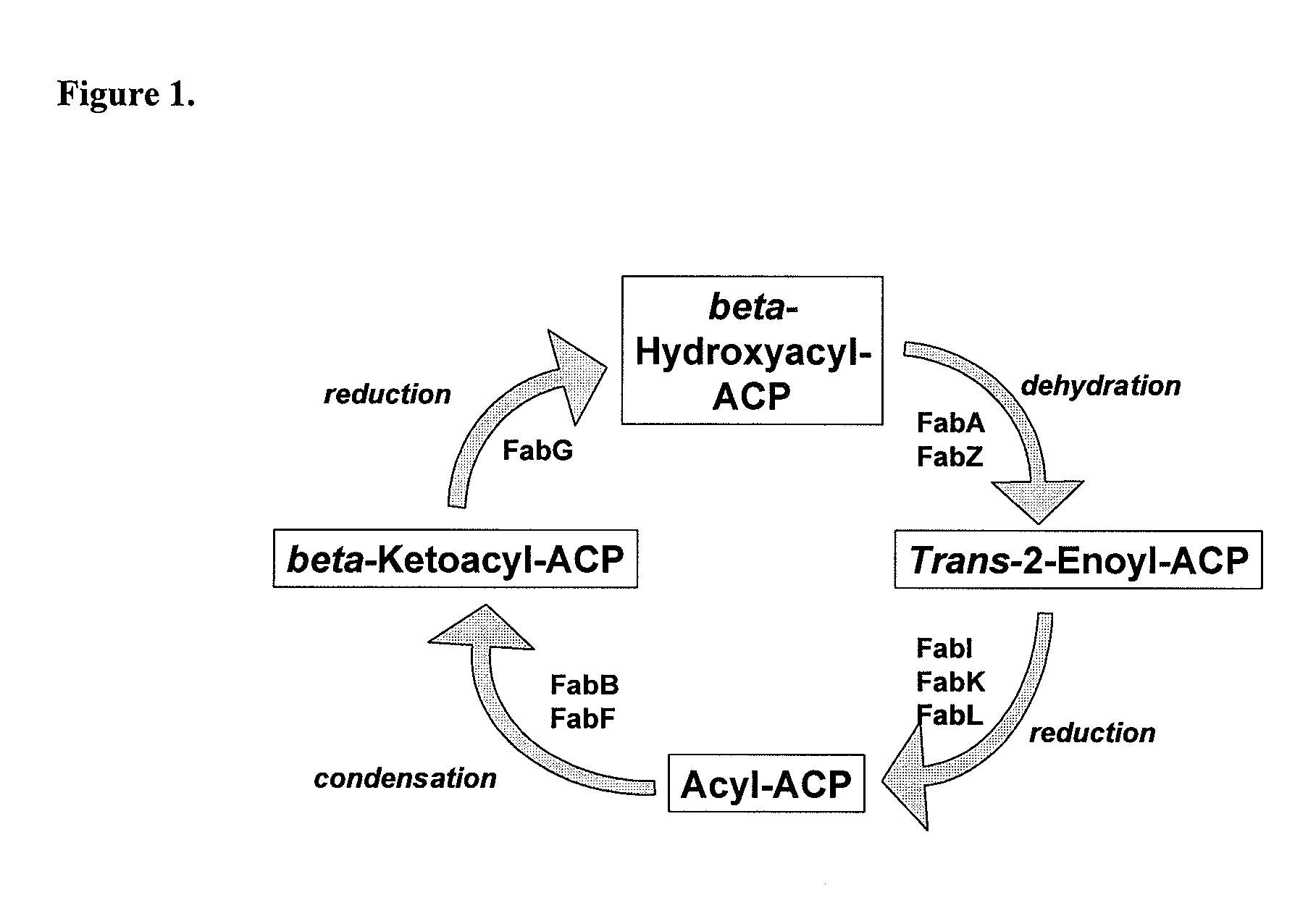 Acrylamide derivatives as Fab I inhibitors