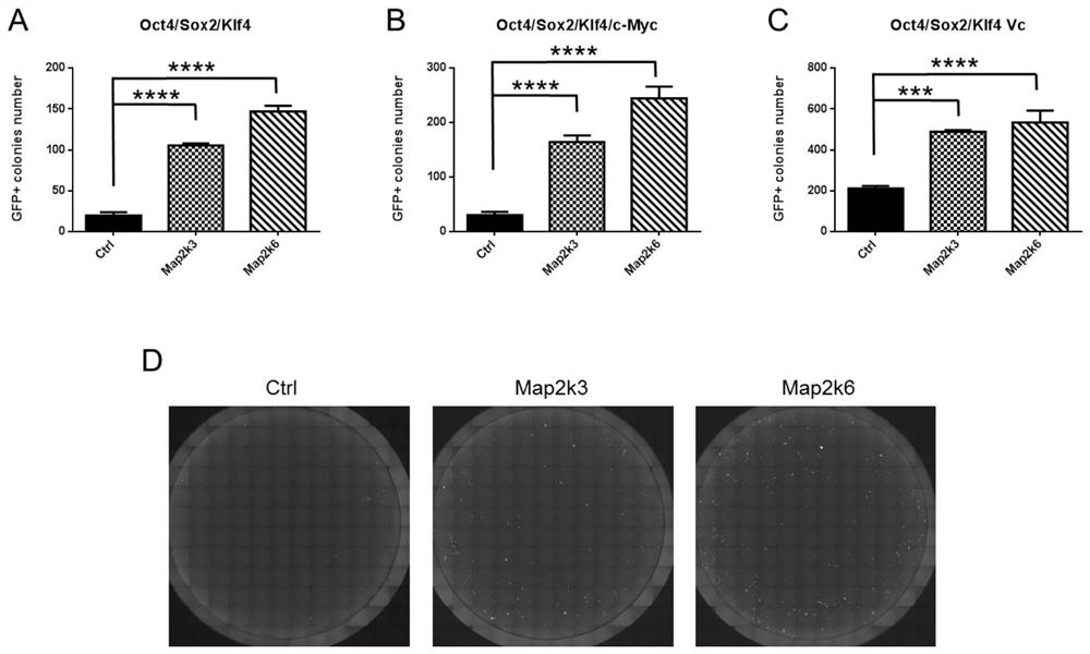 Application of Map2k3 or Map2k6 in improvement of efficiency of inducing adult cells to generate pluripotent stem cells