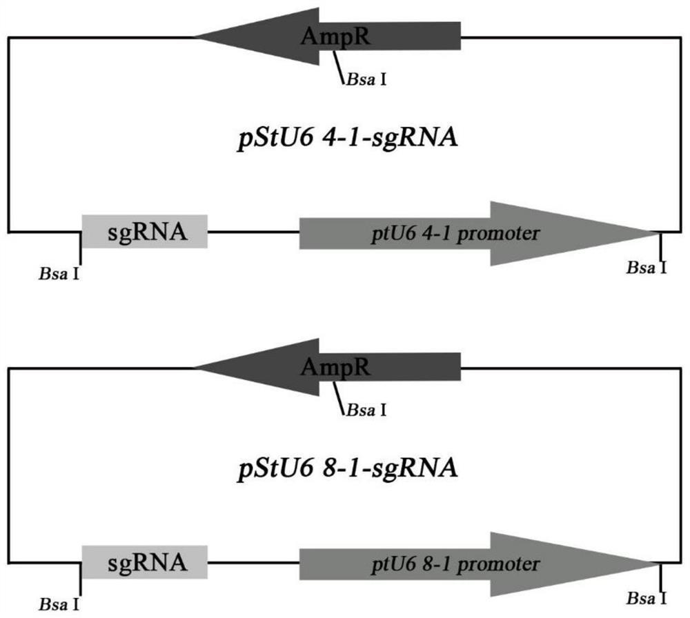 Potato U6 RNA polymerase III type promoter and cloning and application thereof