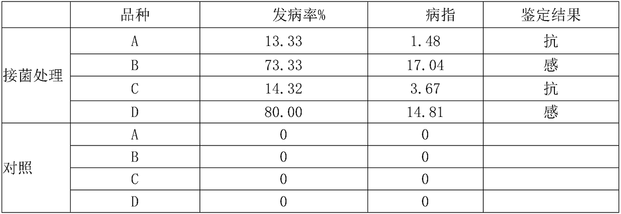 Method for identifying resistance of tobacco to root rot caused by Fusarium tabacinum