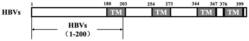 Recombinant saccharomyces cerevisiae strain capable of simultaneously expressing IFNa14 protein and human hepatitis B virus S protein as well as preparation method and application