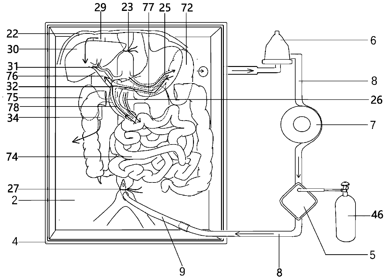 Organ perfusion teaching and training system